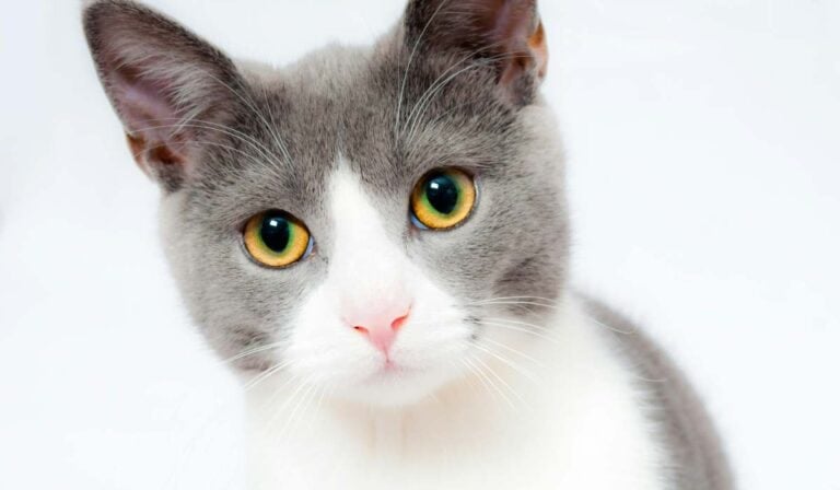 Personas con gatos en conjuntos deberán pagar multa de $233.452 por norma que impone estricta Ley Multa que tendrán personas con gatos en conjuntos