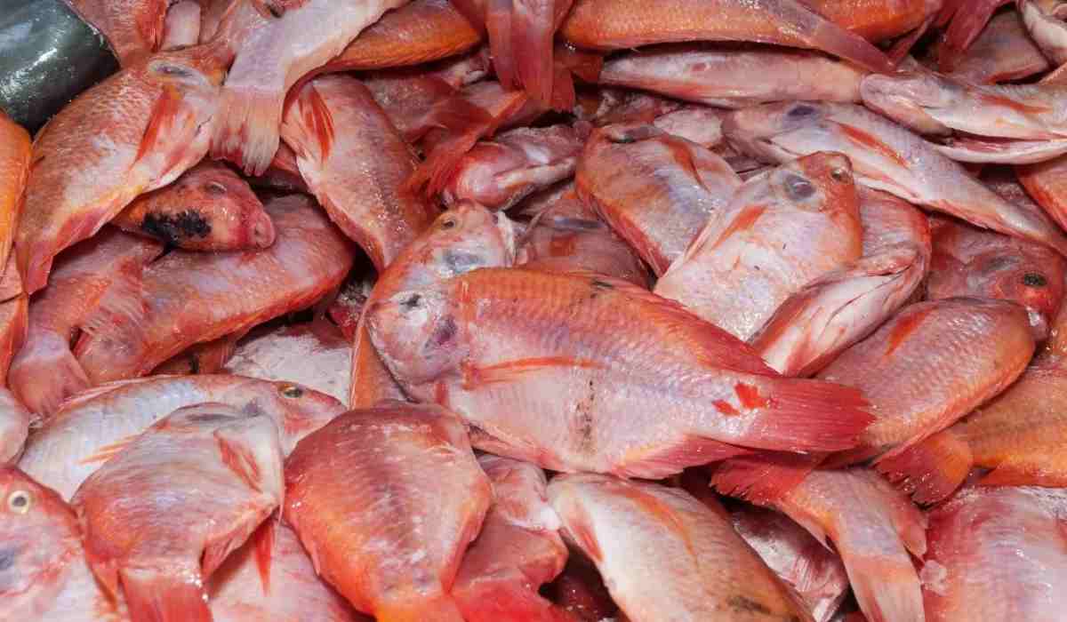 Precio de mojarra de alta calidad en Corabastos