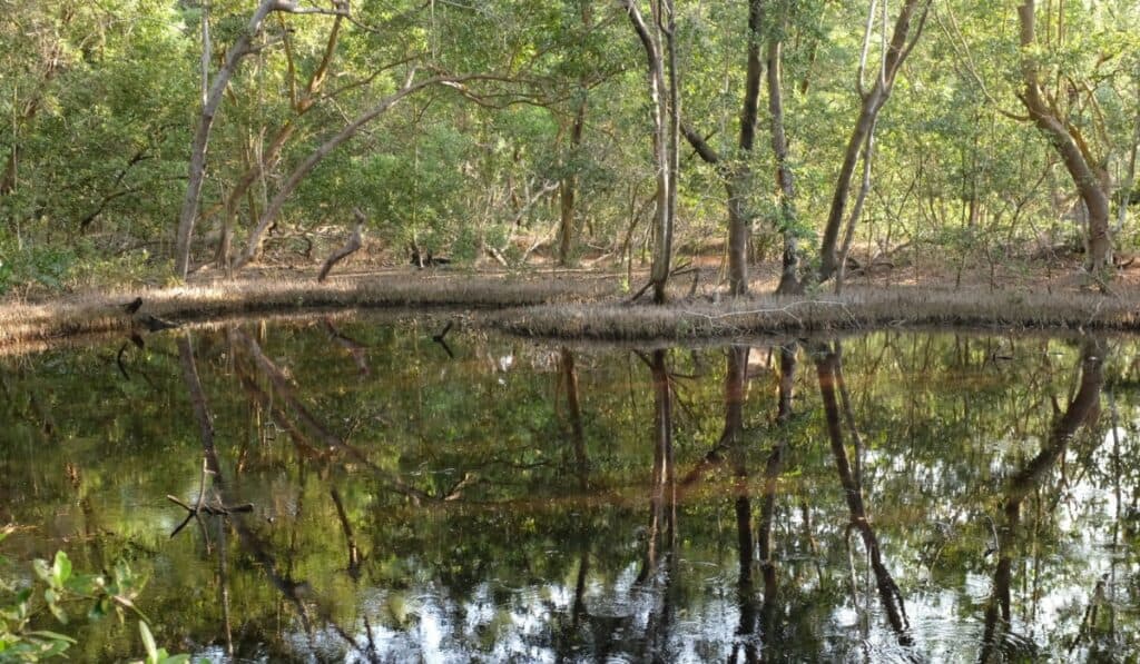 Así es el circuito de aviturismo que está impulsando el turismo sostenible en el Caribe Nuevo circuito de aviturismo comunitario.