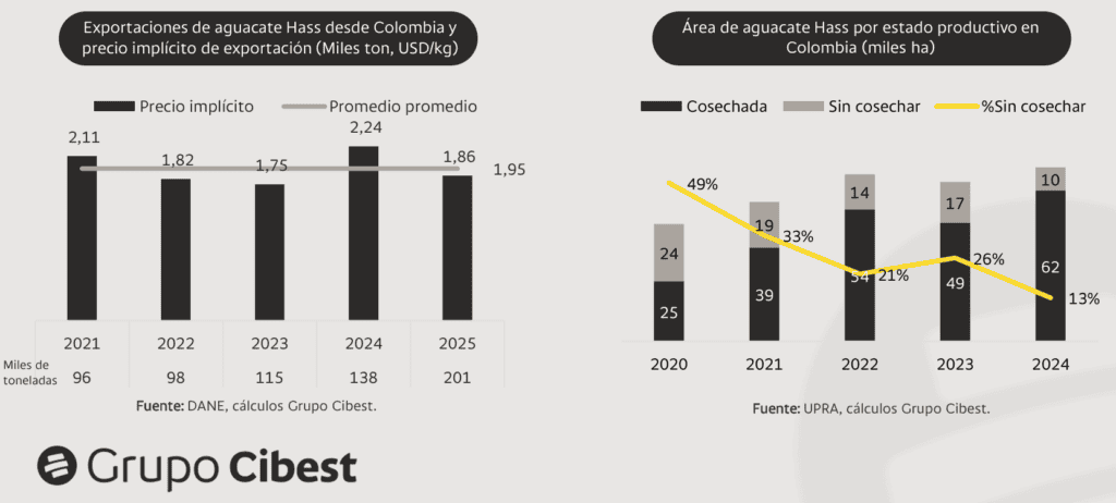 Aguacate colombiano creció 46 % en exportaciones, pero enfrenta precios a la baja y posible desaceleración Comportamiento del aguacate Hass