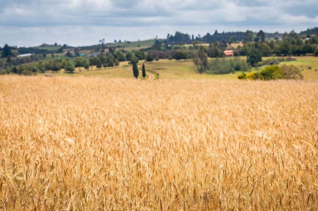Cultivo Cebada - Chivatá Boyacá El cultivo que podría desaparecer en Colombia por arancel del 0 % que propone el Gobierno Petro