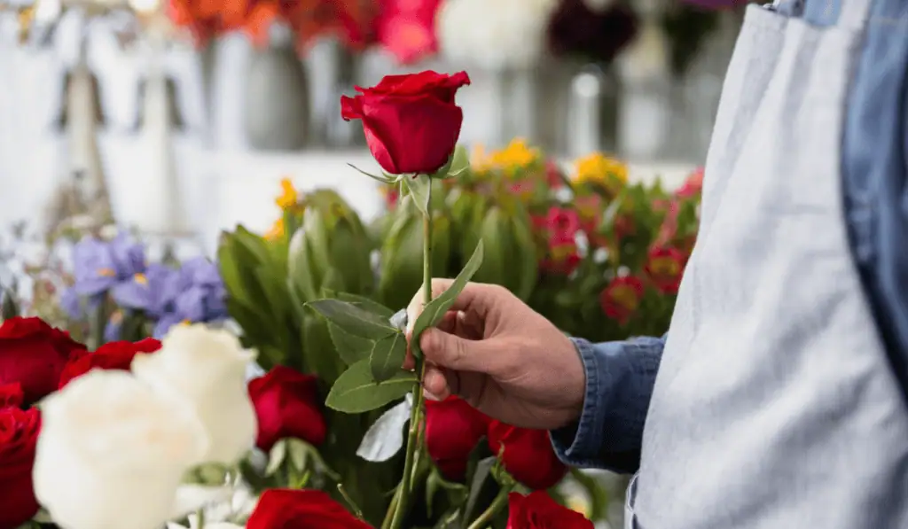 Más allá del ramo: el papel de la agricultura regenerativa en las flores del Día de la Madre Industria de las flores