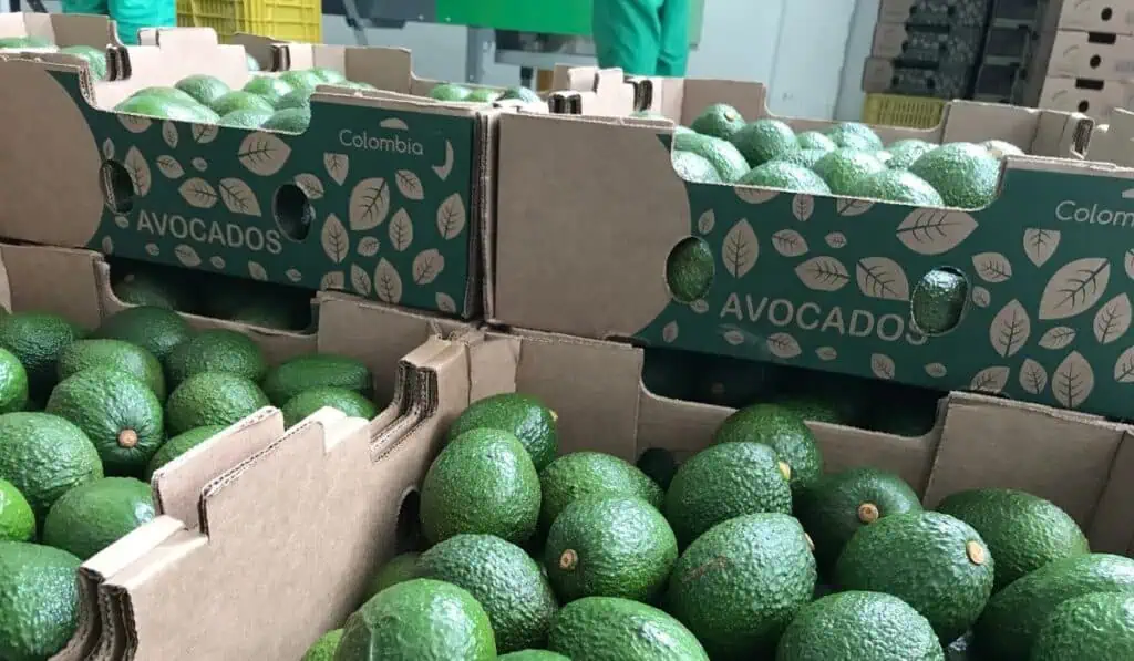 Empaque agrícola: la solución de Smurfit Westrock que evita pérdidas en la exportación de alimentos Empaques
