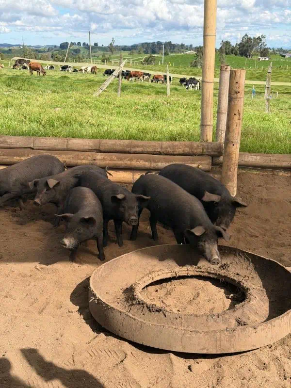 Subregión Norte de Antioquia, potencia en turismo, cultura y emprendimiento local: así mueve su economía Mu Drua