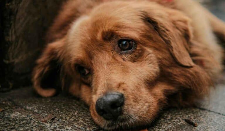 Multa que tendrán personas con perros: Nueva Ley impone curiosa detención que culpa a la mascota Multa a ciudadanos por no recoger excremento de perros