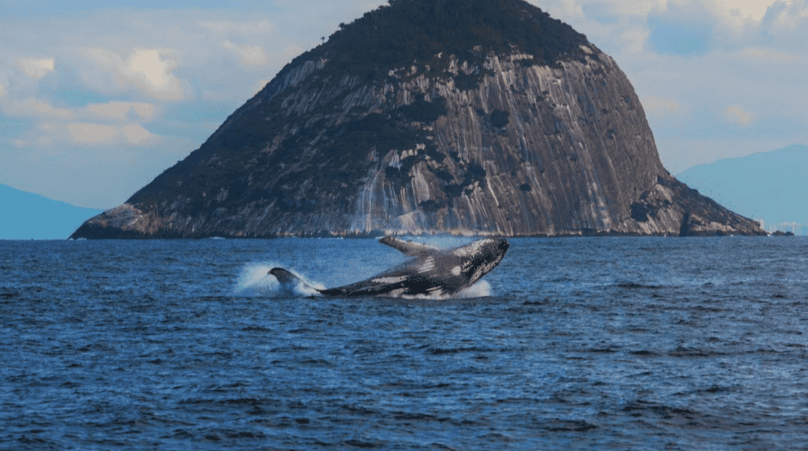 Viajar a Río de Janeiro desde Colombia: tiquetes, precios y qué visitar Avistamiento de ballenas en Río de Janeiro. Foto: Visit Río.