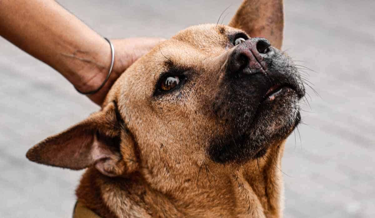 Corte ampara paseo de mascotas por zonas comunes