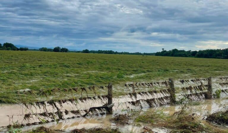 Inundaciones ponen en riesgo la cosecha de arroz: miles de hectáreas quedaron bajo el agua en Casanare y Arauca Inundaciones ponen en riesgo la cosecha de arroz: miles de hectáreas quedaron bajo el agua en Casanare y Arauca