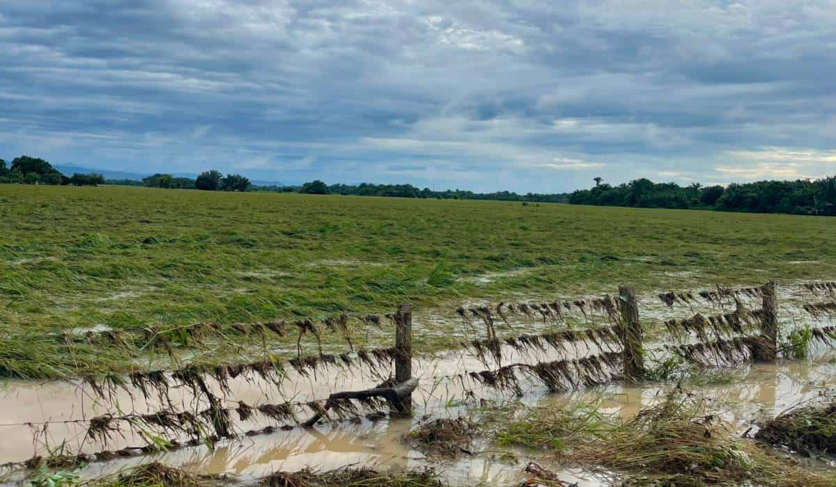 Inundaciones ponen en riesgo la cosecha de arroz: miles de hectáreas quedaron bajo el agua en Casanare y Arauca