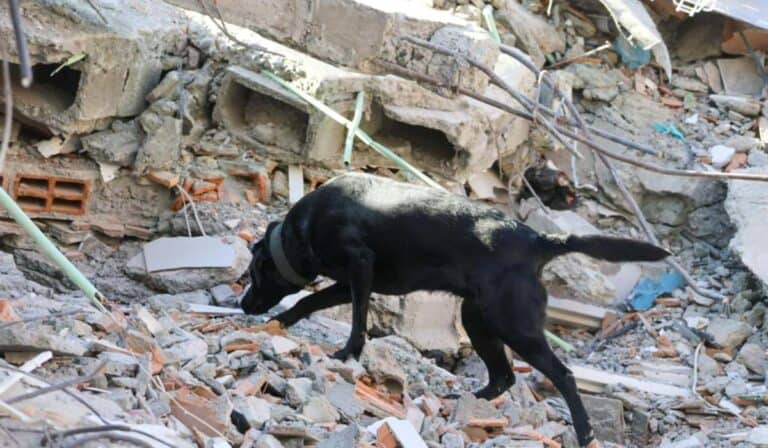 Chocó, epicentro del terremoto: estas son las prioridades para atender la emergencia en este departamento Chocó, epicentro del terremoto: estas son las prioridades para atender la emergencia en este departamento