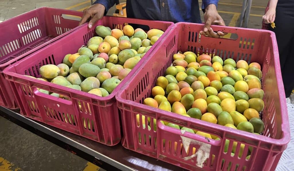 Latam transporta más de la mitad del mercado de mango en esta ciudad de la Región Caribe; atiende al 80 % de sus fincas productoras Mango de azúcar