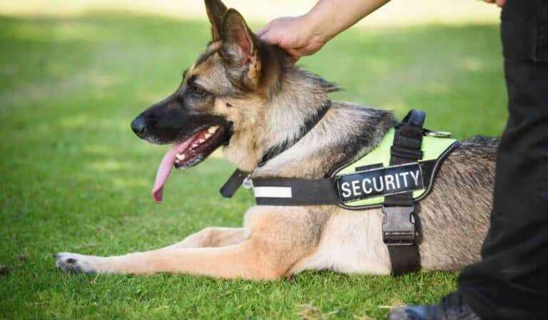 Perros de vigilancia y seguridad privada serían prohibidos: Proyecto busca quitar este servicio Perros de seguridad