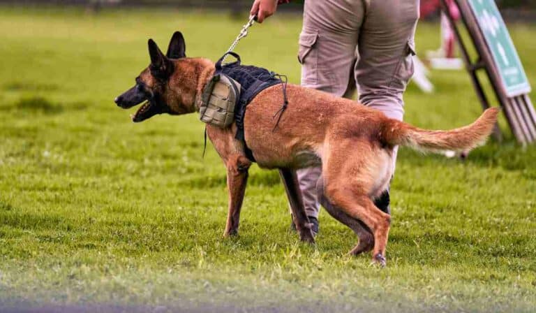 Perros de vigilancia y seguridad privada serían prohibidos: Proyecto busca quitar este servicio Perros de seguridad serían quitados de servicios de vigilancia
