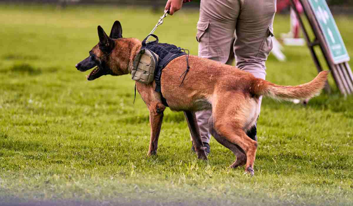 Perros de seguridad serían quitados de servicios de vigilancia