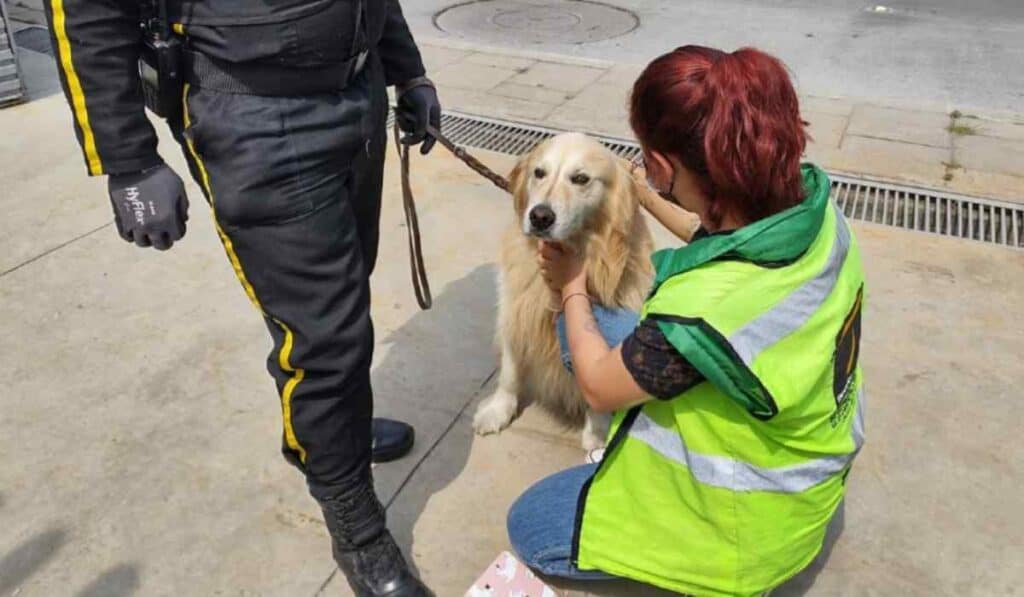 Perros de vigilancia y seguridad privada serían prohibidos: Proyecto busca quitar este servicio Proyecto que busca eliminar servicio de perros de vigilancia
