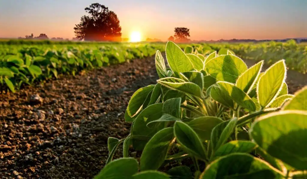 La soya sostenible gana protagonismo en la producción de pollo, cerdo y pescado en Latinoamérica Cultivo de soya