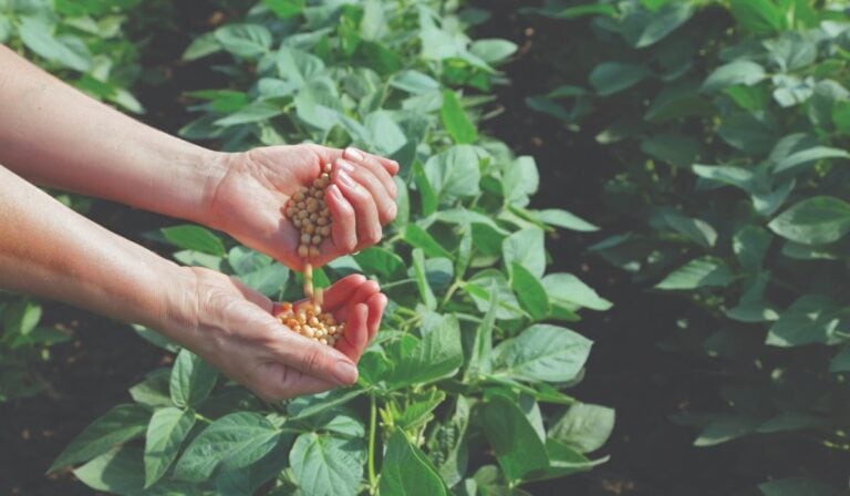 La soya sostenible gana protagonismo en la producción de pollo, cerdo y pescado en Latinoamérica