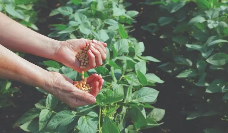 La soya sostenible gana protagonismo en la producción de pollo, cerdo y pescado en Latinoamérica La soya sostenible gana protagonismo en la producción de pollo, cerdo y pescado en Latinoamérica