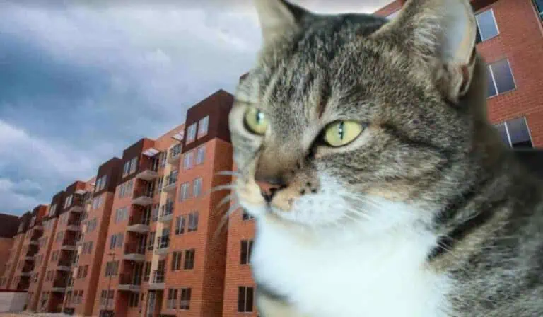 Ciudadanos con gatos en conjuntos podrán recibir multa de más de $200.000 que exige esta ley Multa que deben pagar quienes tengan gatos en conjuntos