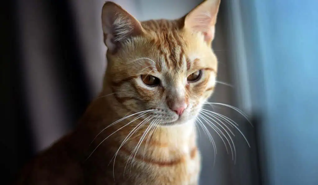 Ciudadanos con gatos en conjuntos podrán recibir multa de más de $200.000 que exige esta ley Normas que se deben cumplir con gatos en conjuntos