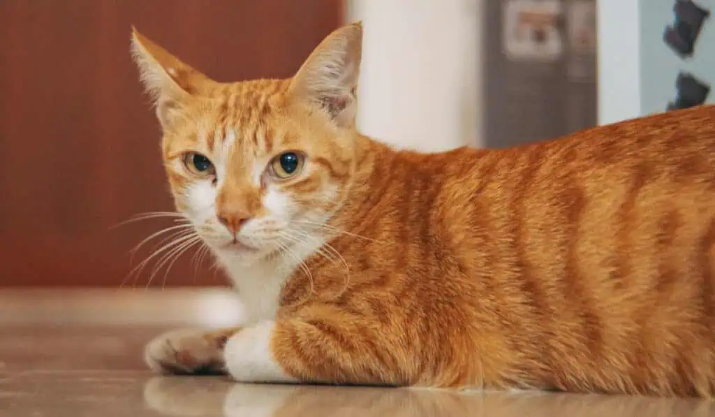 Ciudadanos con gatos en conjuntos podrán recibir multa de más de $200.000 que exige esta ley Personas con gatos en conjuntos tendrán que pagar multa si incumplen esta norma
