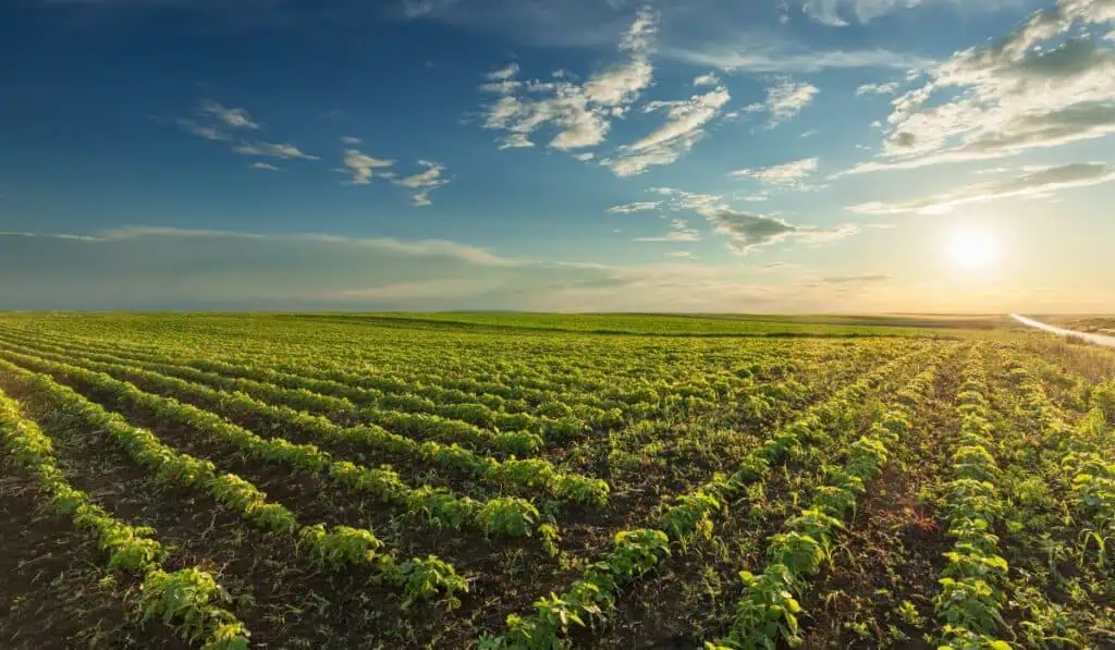 La soya sostenible gana protagonismo en la producción de pollo, cerdo y pescado en Latinoamérica Soya cultivada