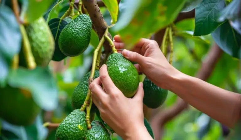 Colombia supera las 39.000 hectáreas sembradas de aguacate Hass y pone el foco en productividad para 2027 Aguacate Hass