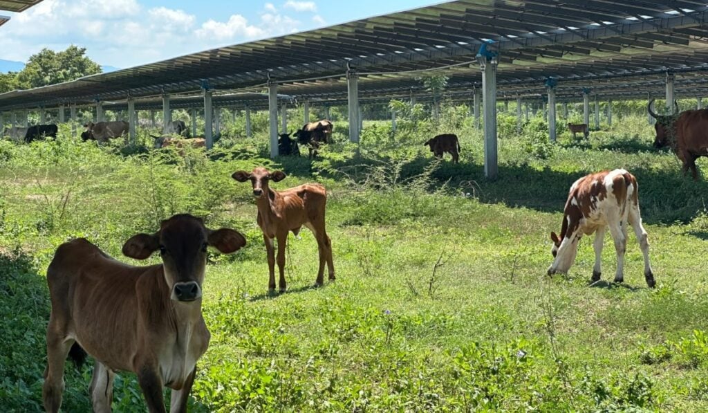 Cesar vive un 'boom' de proyectos solares: inversiones podrían superar los US$500 millones Convivencia del ganado con las minigranjas de Unergy. Imagen: Alejandro Correa / Valora Analitik