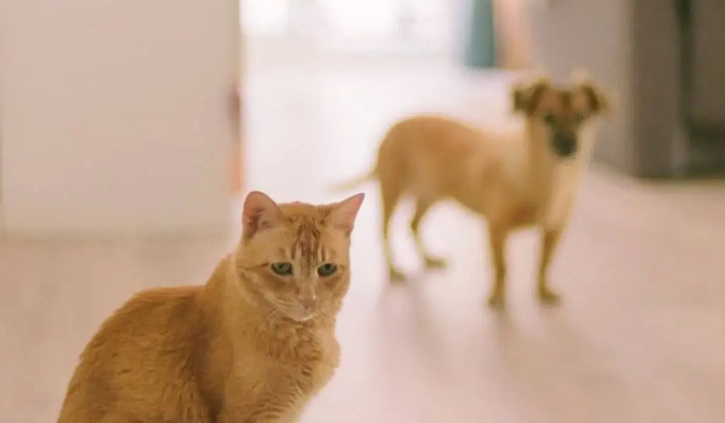 ¿Puede una mascota entrar a la declaración de renta de una persona?: DIAN aclara los casos Personas con mascotas entrarían en regla tributaria de la DIAN
