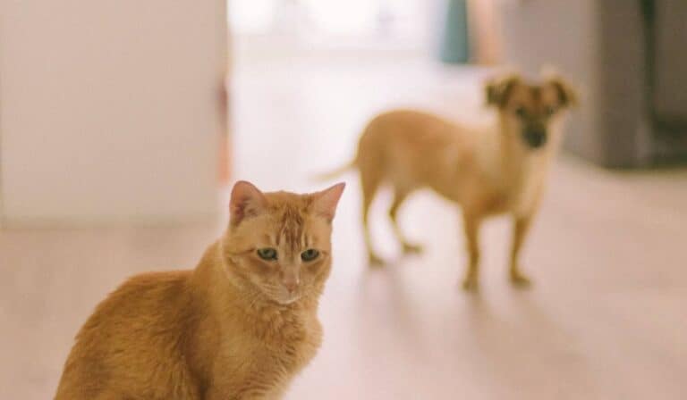 Home - Valora Analitik Personas con mascotas entrarían en regla tributaria de la DIAN