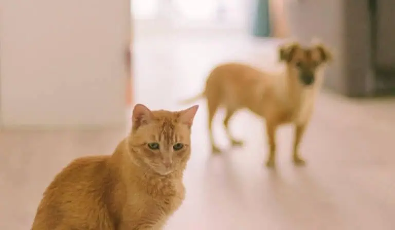 ¿Puede una mascota entrar a la declaración de renta de una persona?: DIAN aclara los casos Personas con mascotas entrarían en regla tributaria de la DIAN